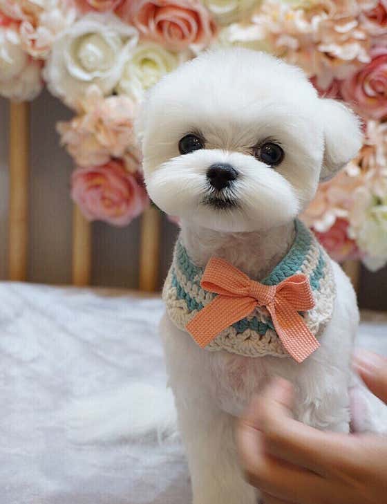 핫dog · 네이버 지도·플레이스 2