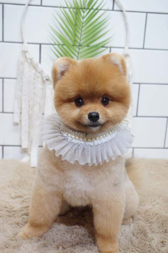 핫dog · 네이버 지도·플레이스 9