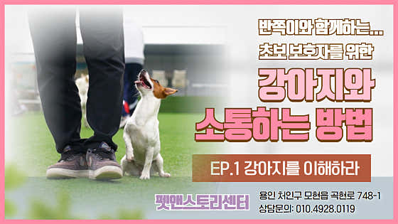 펫앤스토리 · 네이버 지도·플레이스 10