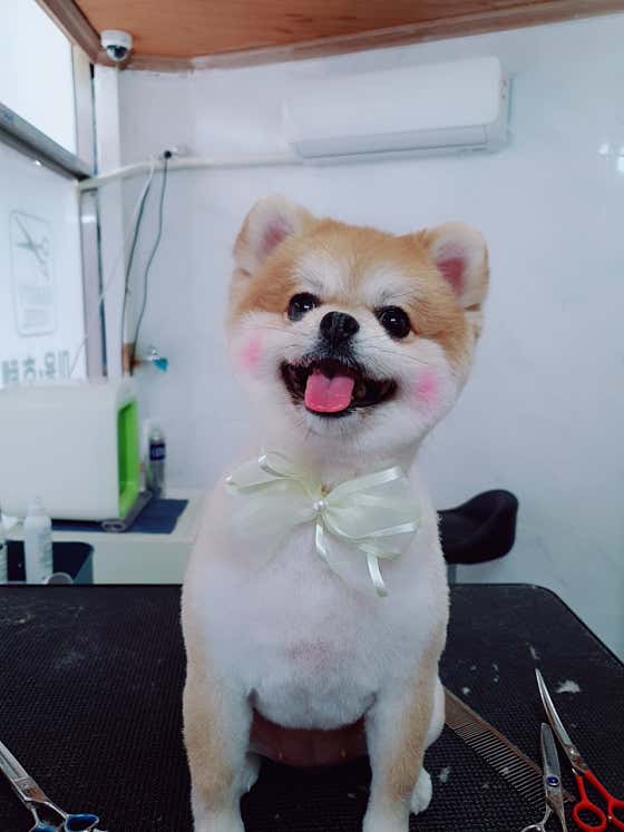 강아지 미용실 · 네이버 지도·플레이스 6