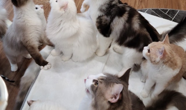 더펫츠 대표 사진