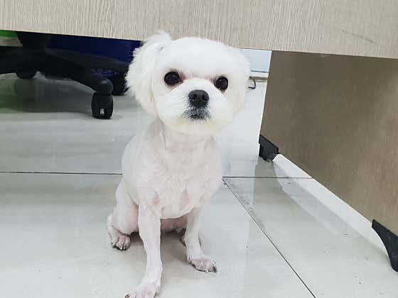 도그넷 애견미용실 · 네이버 지도·플레이스 8