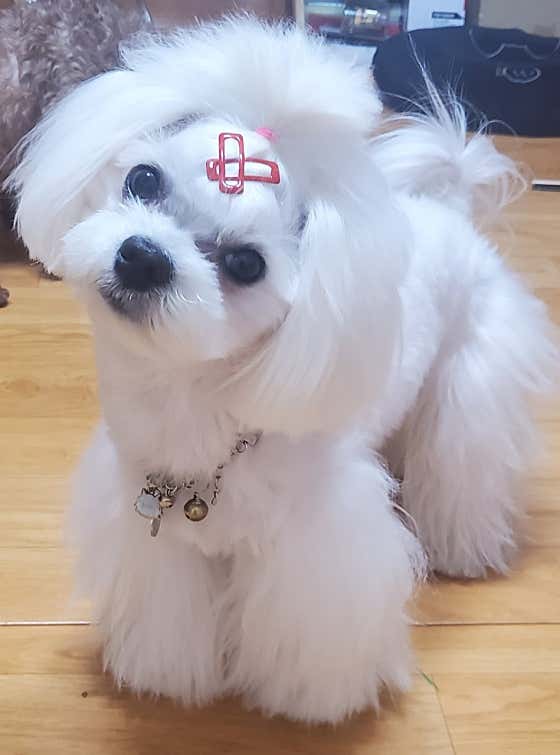 깍꾸애견미용실 · 네이버 지도·플레이스 3