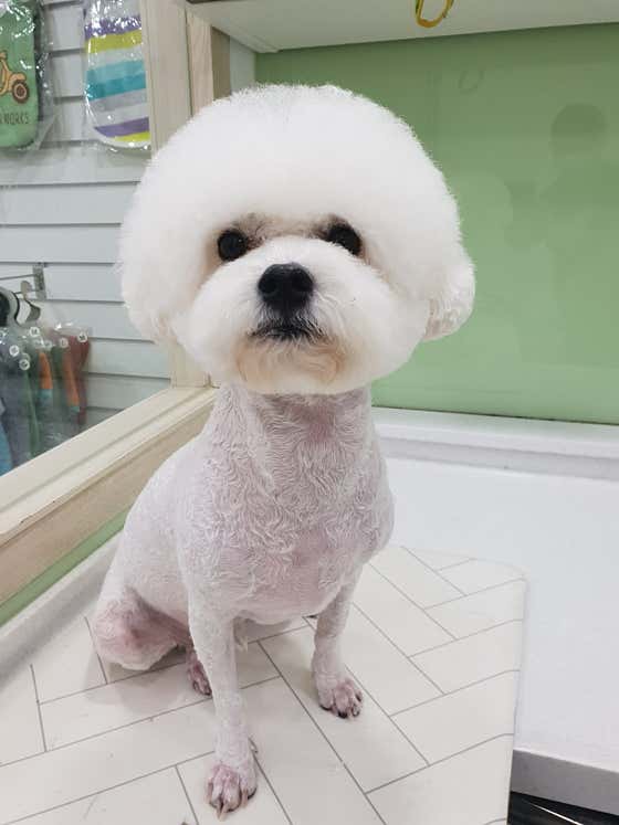 도그넷 애견미용실 · 네이버 지도·플레이스 6