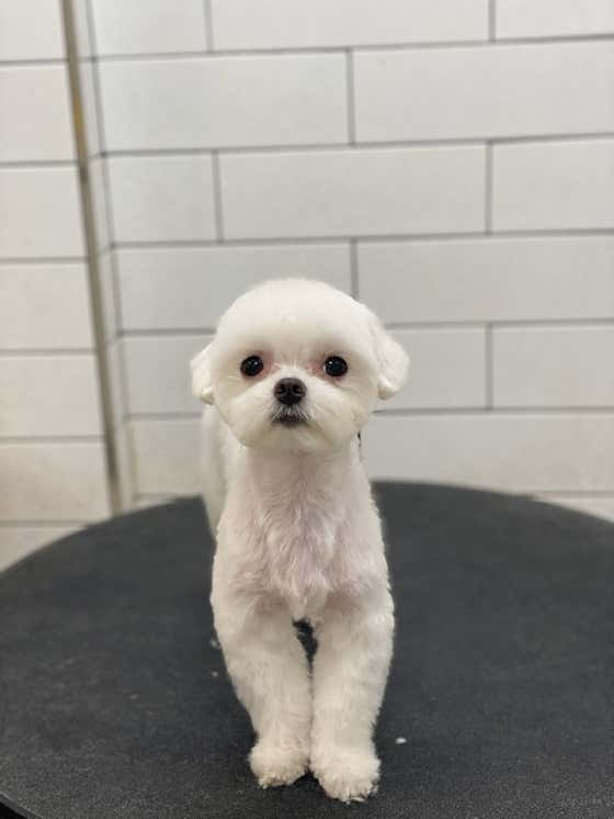 호야네애견샵 · 네이버 지도·플레이스 6