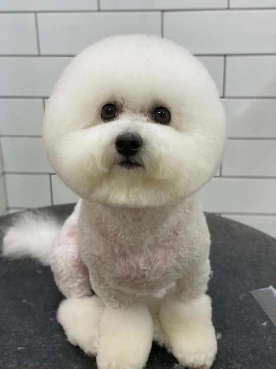 호야네애견샵 · 네이버 지도·플레이스 8