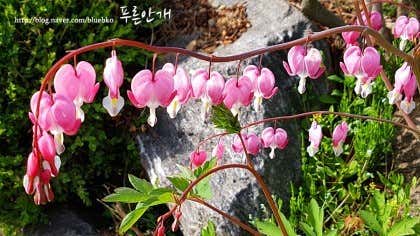 송림다원 · 네이버 지도·플레이스 9