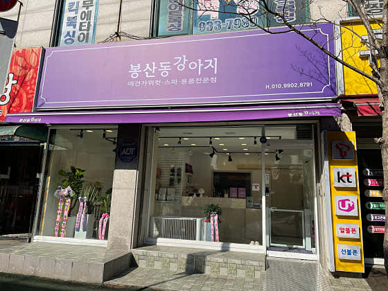 봉산동강아지
