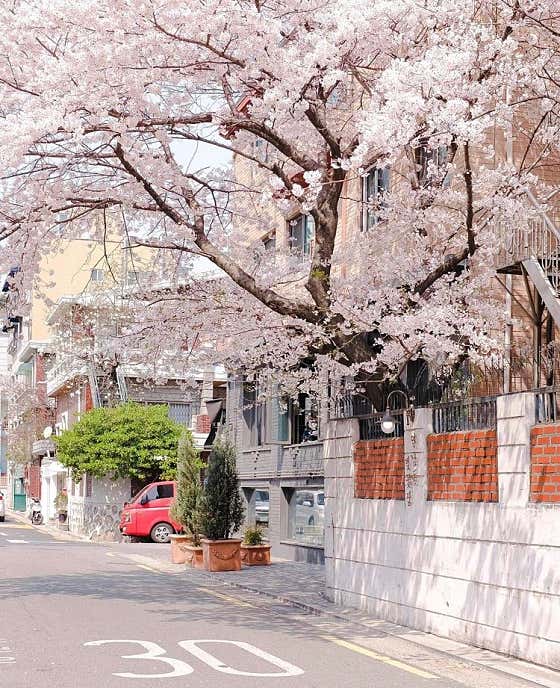 연남동벚꽃집 · 네이버 지도·플레이스 2