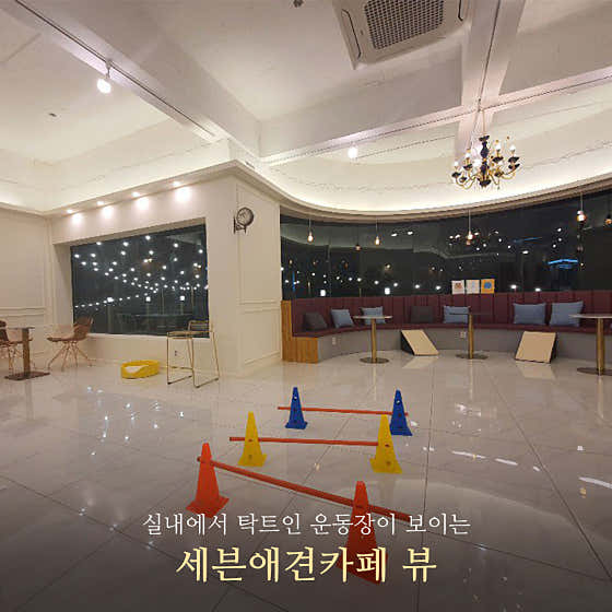 세븐애견카페 애견호텔 · 네이버 지도·플레이스 2