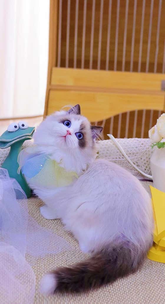 호펫 강아지 고양이 성신여대본점
