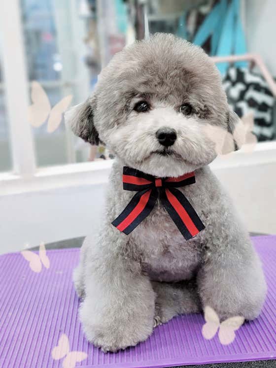 방배동강아지 · 네이버 지도·플레이스 8