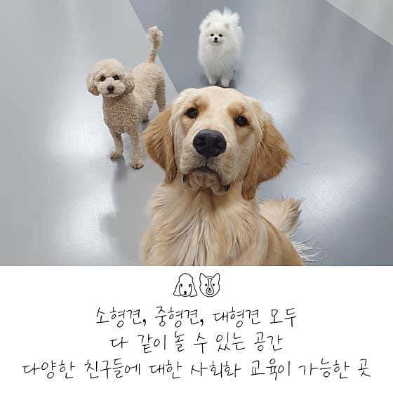 이씨네복덕방 애견유치원 · 네이버 지도·플레이스 2