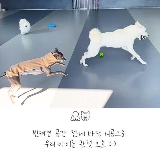 이씨네복덕방 애견유치원 · 네이버 지도·플레이스 3