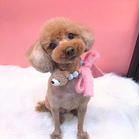 멍멍샤워 · 네이버 지도·플레이스 9