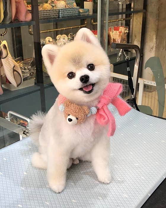 멍멍샤워 · 네이버 지도·플레이스 4