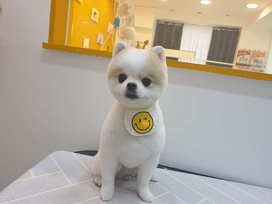 픽앤펫 애견미용실 · 네이버 지도·플레이스 10