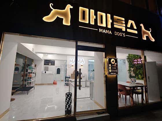 마마독스 대표이미지