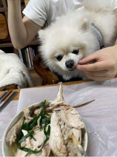 계곡애견쉼터 · 네이버 지도·플레이스 2