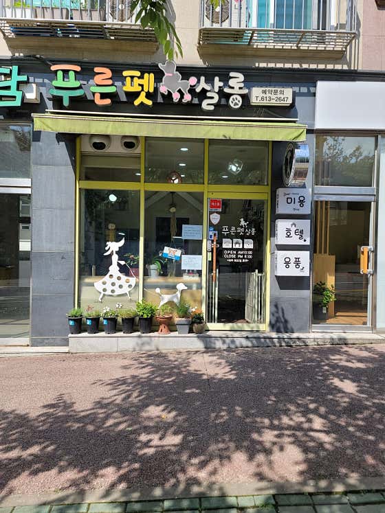 푸른펫살롱
