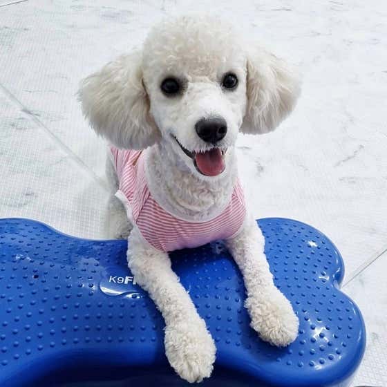 반려견 돌봄 센터 일구삼 · 네이버 지도·플레이스 5