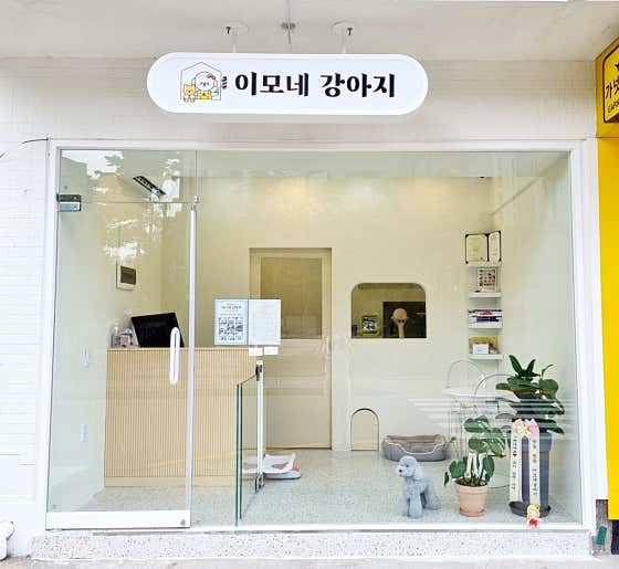 이모네강아지
