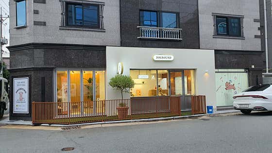 도그라운드
