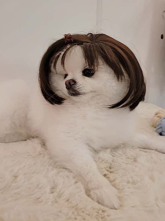 러블리독스 · 네이버 지도·플레이스 8
