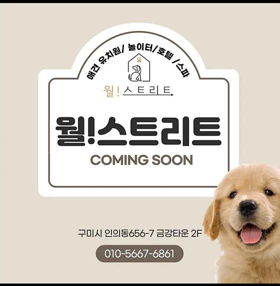 애견호텔 월스트리트 애견유치원 대표이미지