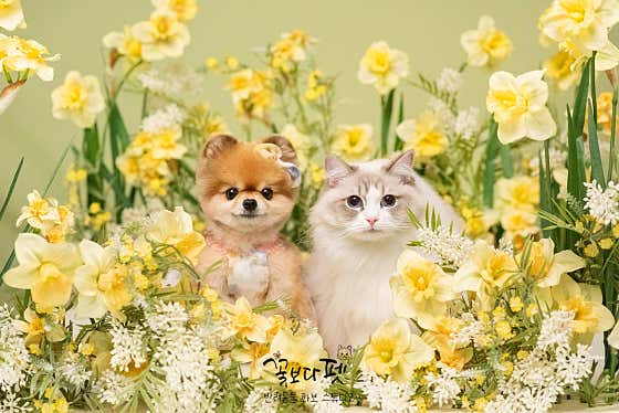 꽃보다펫