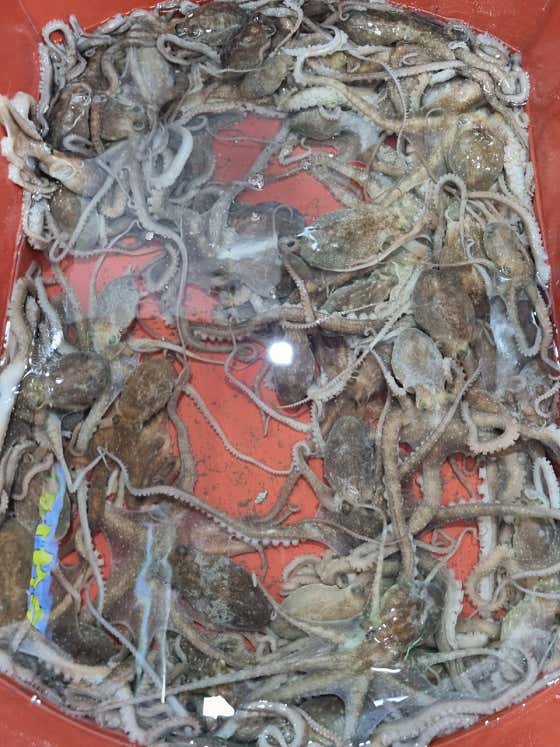 산낙지 메뉴 사진(네이버)