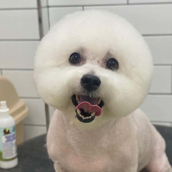 호야네애견샵 · 네이버 지도·플레이스 9
