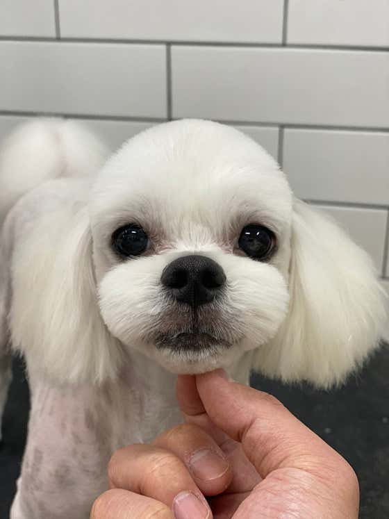 호야네애견샵 · 네이버 지도·플레이스 4