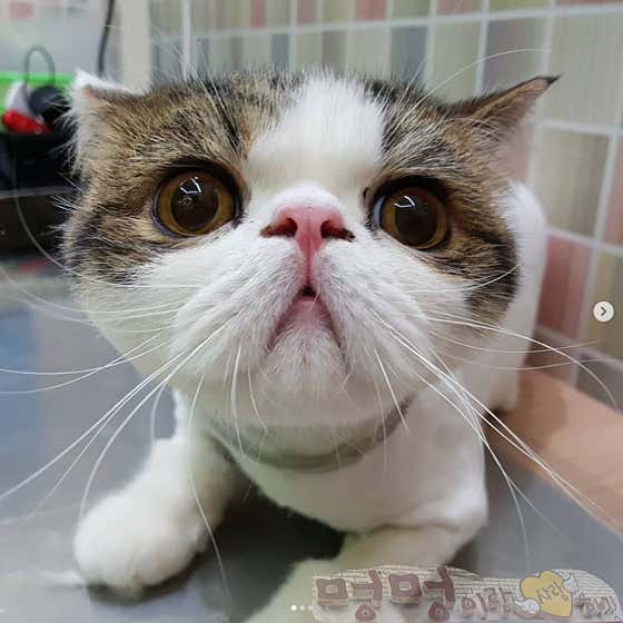 멍멍이랑사랑하기