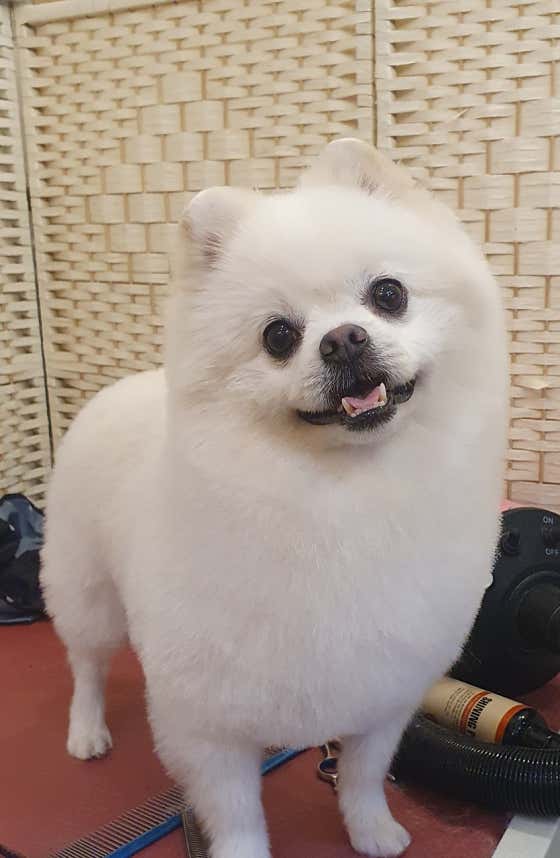 몽실하개 · 네이버 지도·플레이스 8