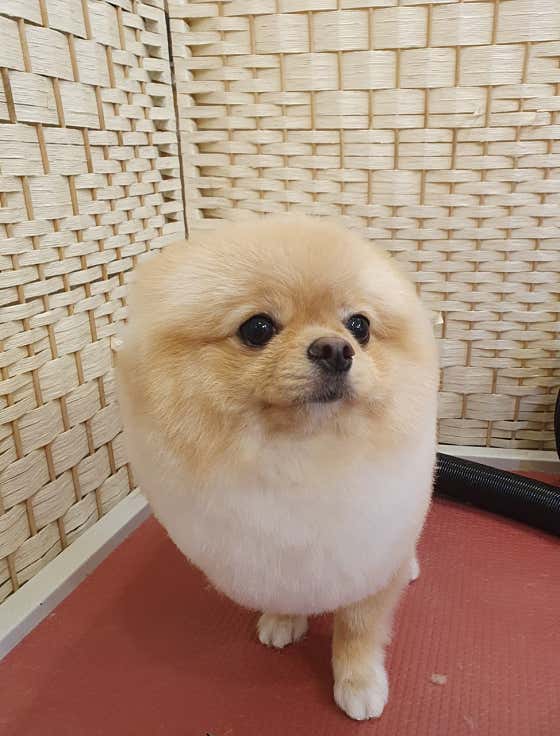 몽실하개