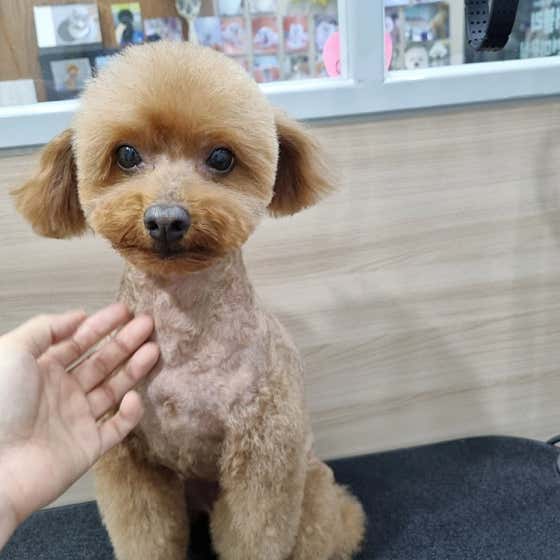 러블리애견미용실 · 네이버 지도·플레이스 10