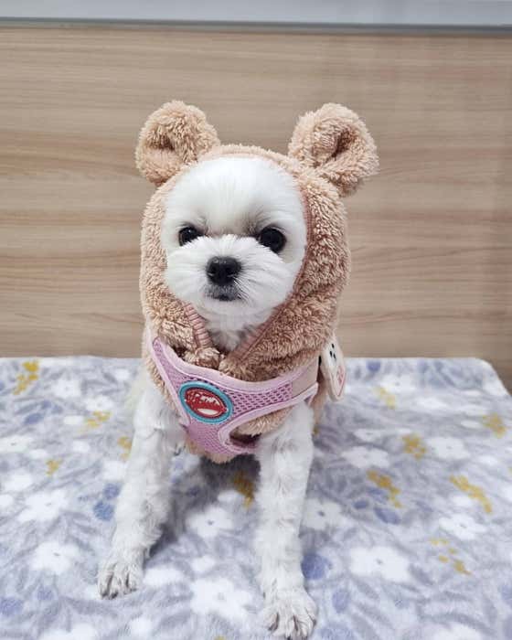러블리애견미용실 · 네이버 지도·플레이스 9