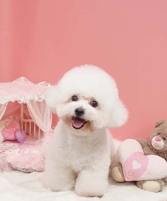 러블리애견미용실 · 네이버 지도·플레이스 6