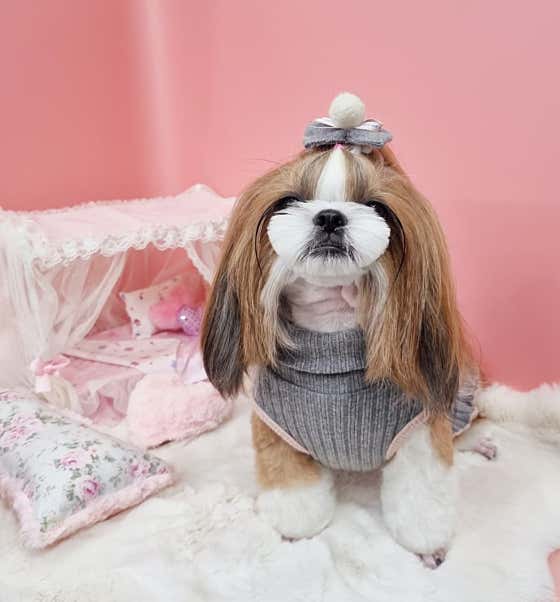 러블리애견미용실 · 네이버 지도·플레이스 2