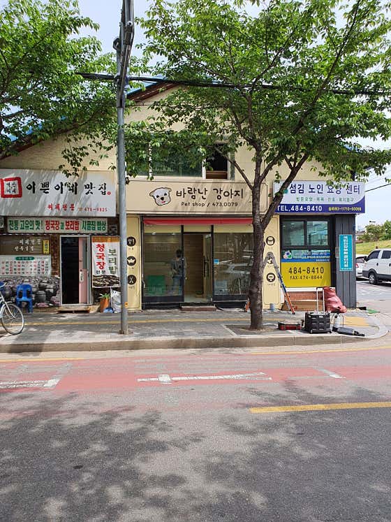바람난강아지