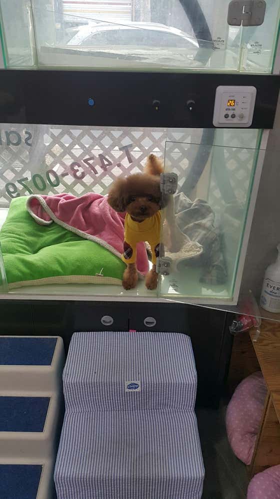 바람난강아지 · 네이버 지도·플레이스 3