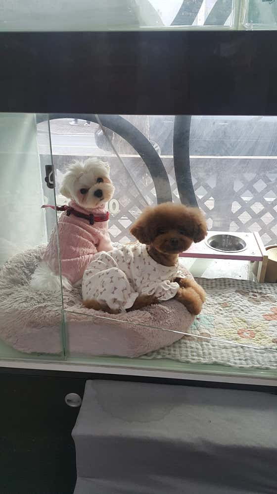 바람난강아지 · 네이버 지도·플레이스 2