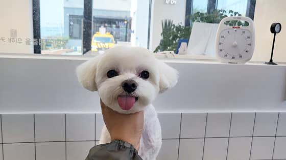 오마이퍼피 애견미용실 · 네이버 지도·플레이스 6