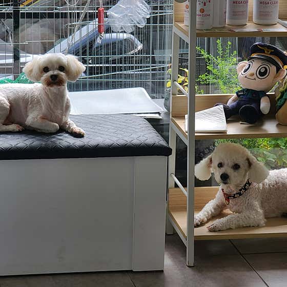 포근한강아지 대표이미지