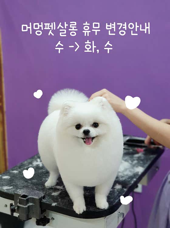 머멍펫살롱 · 네이버 지도·플레이스 2