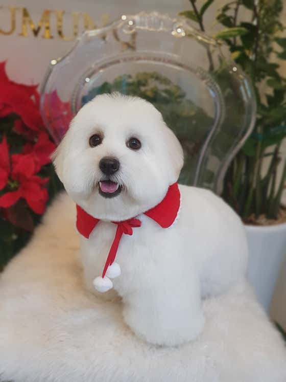 머멍펫살롱 · 네이버 지도·플레이스 6
