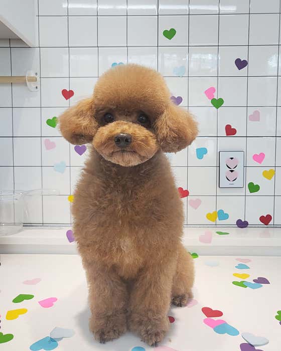 오마이퍼피 애견미용실 · 네이버 지도·플레이스 3