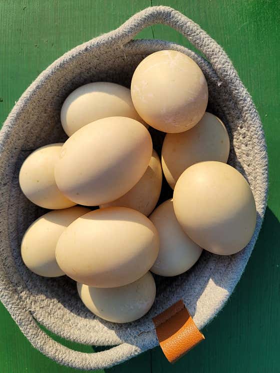 사향기러기알 메뉴 사진(네이버)