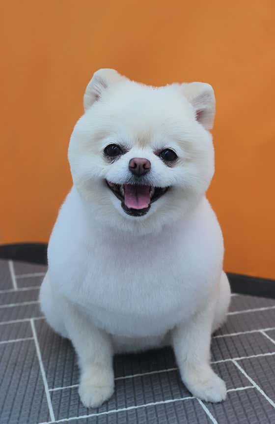 퍼피루스 · 네이버 지도·플레이스 5